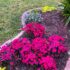 Spring Flowers