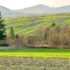 A Walk in the Fields
