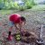 Boys, Dogs, and Holes