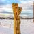 Walk in the Snowy Fields