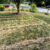 Three Lawns