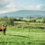 In the Fields