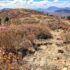 Black Balsam Knob
