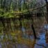 Congaree