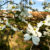 Blooms on a Run