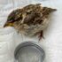 Injured Friend