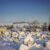 Winter Walk
