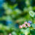 Berries Approaching