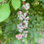 Pressuring Washing Monopoly Blueberries