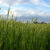 Fields