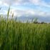Fields