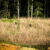 Wild Turkeys
