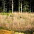 Wild Turkeys