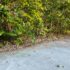 Clearing