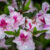 Blooms