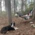 Down at the Swing