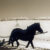 Horse and Snow