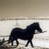 Horse and Snow