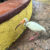 St. Petersburg Day 3: Busch Gardens