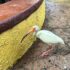 St. Petersburg Day 3: Busch Gardens