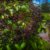 Elderberries