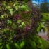 Elderberries