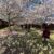 Through the Blossoms