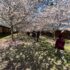 Through the Blossoms