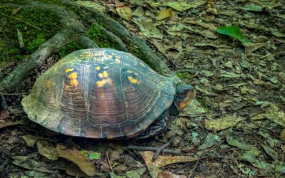 Conestee Turtle