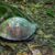 Conestee Turtle
