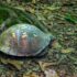 Conestee Turtle