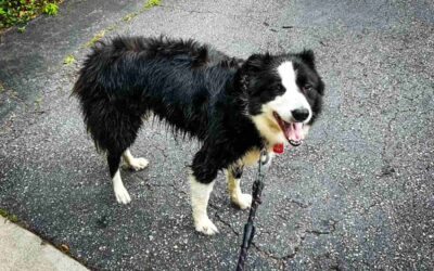 Wet Dog