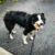 Wet Dog