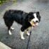 Wet Dog