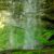 Abrams Falls