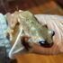 Sick Frog