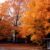 Concord Fall