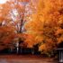 Concord Fall
