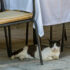 Athens Cat