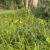 The Same Weeds