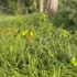 The Same Weeds