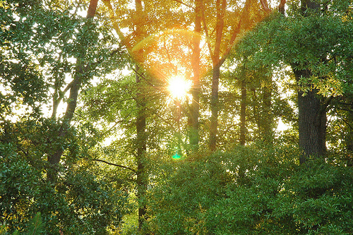 Morning II