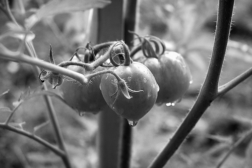DSC_6363