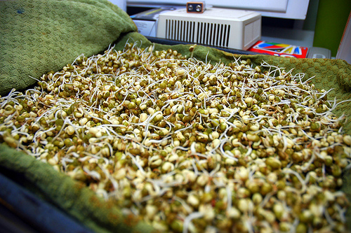 Sprouts 2